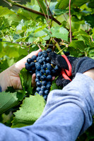 Springvale Harvest
